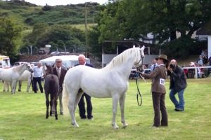 Festival of the Connemara Pony