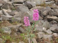 Connemara Fauna