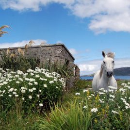 Connemara Wild Escapes