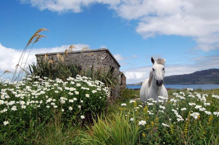 Connemara Wild Escapes