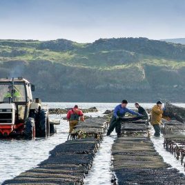 DK Connemara Oysters Farm