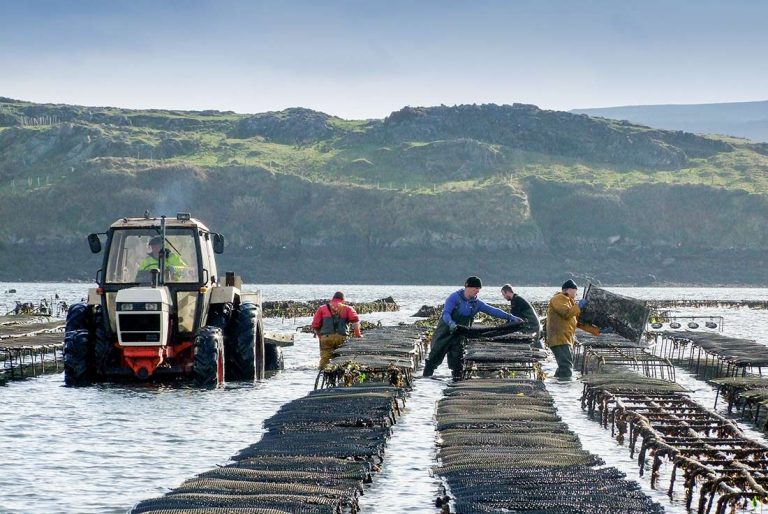 DK Connemara Oysters Farm