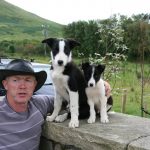 Joyce Country Sheepdogs