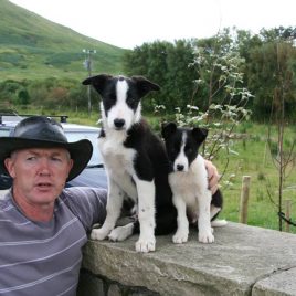 Joyce Country Sheepdogs