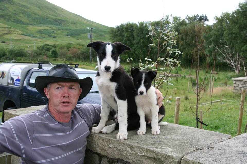 Joyce Country Sheepdogs - Connemara Ireland