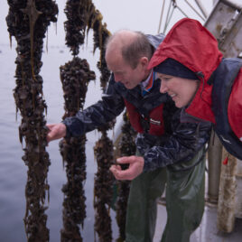 Killary Fjord Shellfish Mussel Farm