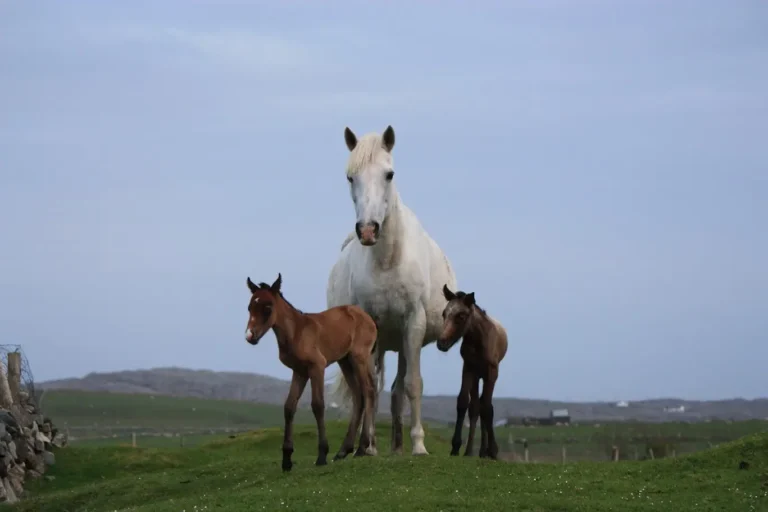 Connemara Ireland Upcoming Events