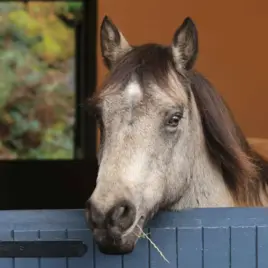 Connemara Pony Heritage Centre