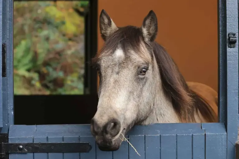 Connemara Pony Heritage Centre
