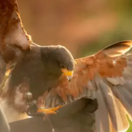 Ballynahinch Falconry