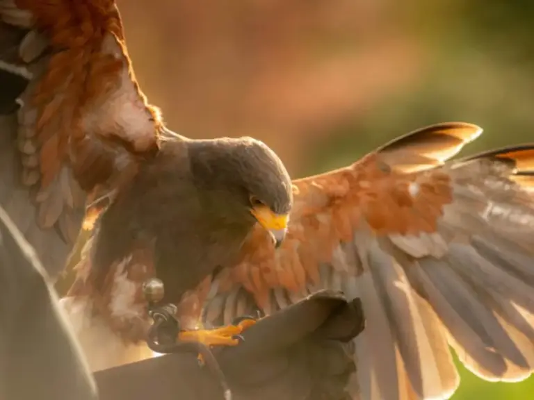 Ballynahinch Falconry